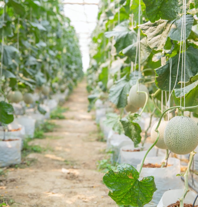 Image d'une plantation de melons riches et savoureux, ayant bénéficié de l'application d'Agri-Ozmoz, un hydro-rétenteur naturel. Les vignes luxuriantes et les fruits succulents témoignent de l'efficacité de ce produit pour la gestion de la sécheresse en agriculture. L'utilisation d'Agri-Ozmoz a permis aux melons de bénéficier d'une irrigation durable et réduite, ce qui favorise une croissance optimale des plantes tout en conservant l'eau. Cette photographie représente l'impact positif d'Agri-Ozmoz sur la culture des melons et la production fruitière, et met en lumière la nécessité d'innover pour préserver l'environnement et produire de manière responsable, même dans des zones à faible précipitation.