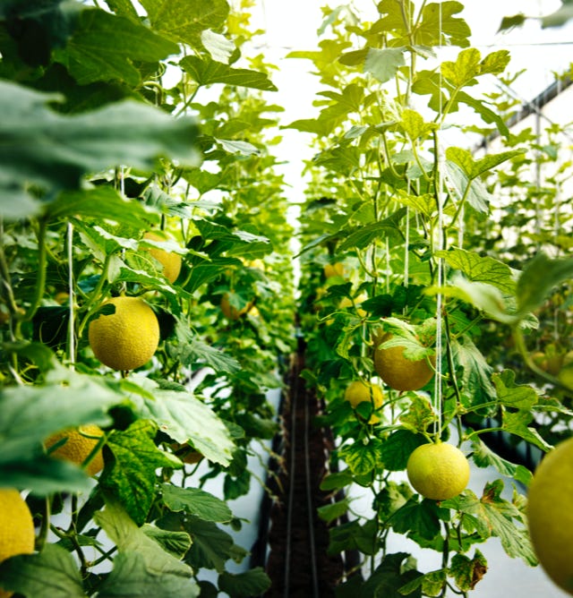 Image d'un verger de citronniers florissants et vigoureux, ayant bénéficié de l'application d'Agri-Ozmoz, un hydro-rétenteur naturel. Les arbres robustes et les fruits jaunes et succulents témoignent de l'efficacité de ce produit pour la gestion de la sécheresse en agriculture fruitière. L'utilisation d'Agri-Ozmoz a permis aux citronniers de bénéficier d'une irrigation durable et réduite, ce qui favorise une croissance optimale des arbres et la production de fruits de qualité. Cette photographie représente l'impact positif d'Agri-Ozmoz sur la culture des citronniers et la production citricole, et souligne la nécessité d'innover pour préserver l'environnement et produire de manière responsable, même dans des zones arides.