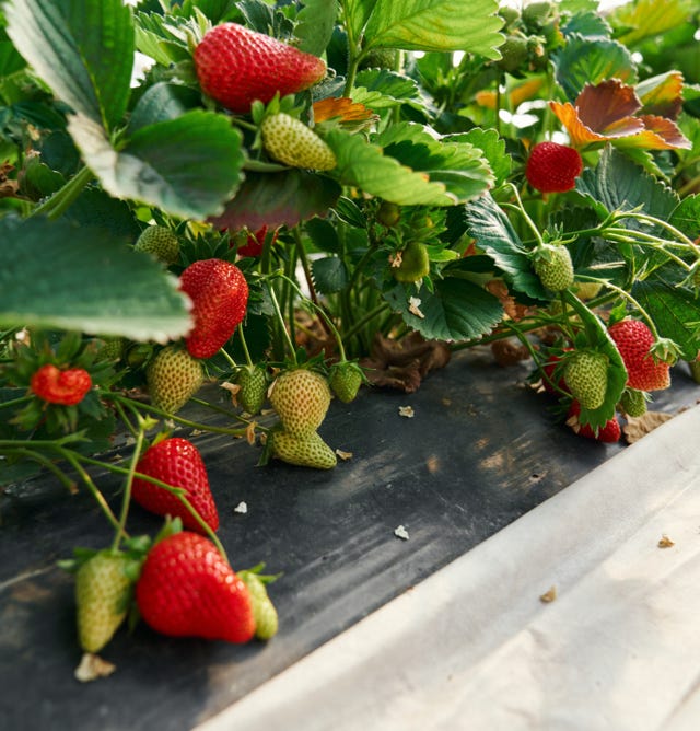 Image d'une plantation de fraises juteuses et prospères, ayant bénéficié de l'application d'Agri-Ozmoz, un hydro-rétenteur naturel. Les plants verdoyants et les fruits rouges et sucrés témoignent de l'efficacité de ce produit pour la gestion de la sécheresse en agriculture fruitière. L'utilisation d'Agri-Ozmoz a permis aux fraises de bénéficier d'une irrigation durable et réduite, ce qui favorise une croissance optimale des plantes tout en conservant l'eau. Cette visualisation représente l'impact positif d'Agri-Ozmoz sur la culture des fraises et la production fruitière, et souligne la nécessité d'innover pour préserver l'environnement et produire de manière responsable, même en cas de sécheresse prolongée.