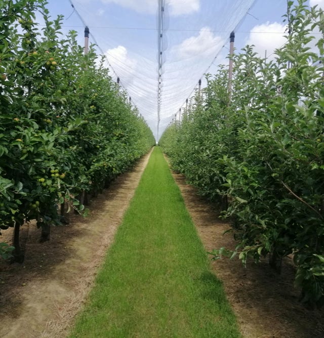 Image d'un verger de pommiers prospères et chargés de fruits, ayant bénéficié de l'application d'Agri-Ozmoz, un hydro-rétenteur naturel. Les branches robustes et les pommes juteuses témoignent de l'efficacité de ce produit pour la gestion de la sécheresse en agriculture fruitière. L'utilisation d'Agri-Ozmoz a permis aux pommiers de bénéficier d'une irrigation durable et réduite, ce qui favorise une croissance optimale des arbres et la production de fruits de qualité. Cette illustration représente l'impact positif d'Agri-Ozmoz sur la culture des pommiers et la production fruitière, et souligne l'importance d'innover pour préserver l'environnement et produire de manière responsable.