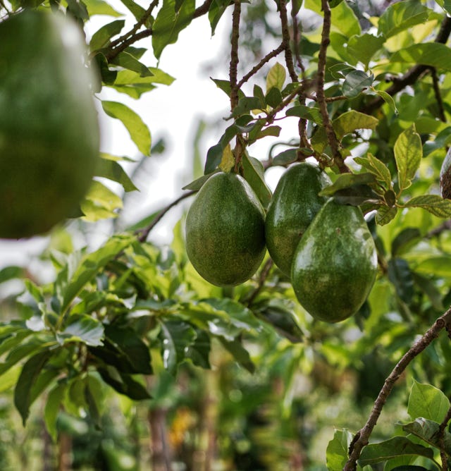Image d'un verger d'avocatiers verdoyants et robustes, ayant bénéficié de l'application d'Agri-Ozmoz, un hydro-rétenteur naturel. Les arbres bien développés et les fruits riches en matières grasses témoignent de l'efficacité de ce produit pour la gestion de la sécheresse en agriculture fruitière. L'utilisation d'Agri-Ozmoz a permis aux avocatiers de bénéficier d'une irrigation durable et réduite, ce qui favorise une croissance optimale des arbres et la production de fruits nutritifs. Cette photographie représente l'impact positif d'Agri-Ozmoz sur la culture des avocatiers et la production d'avocats, et met en lumière la nécessité d'innover pour préserver l'environnement et produire de manière responsable, même en conditions arides.