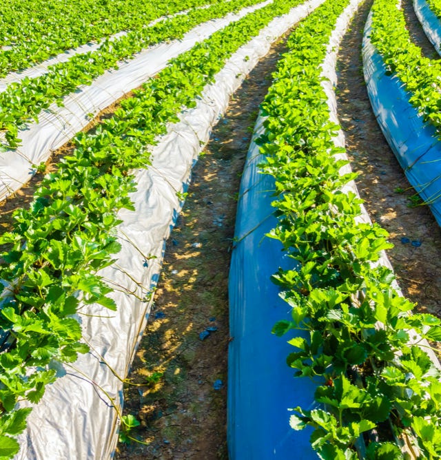 Image d'une plantation de fraisiers verts et vigoureux, ayant bénéficié de l'application d'Agri-Ozmoz, un hydro-rétenteur naturel. Les feuilles denses témoignent de l'efficacité de ce produit pour la gestion de la sécheresse en agriculture fruitière. L'utilisation d'Agri-Ozmoz a permis aux fraisiers de bénéficier d'une irrigation durable et réduite, ce qui favorise une croissance optimale des plantes et la production de fraises de qualité. Cette photographie représente l'impact positif d'Agri-Ozmoz sur la culture des fraisiers et la production fruitière, et met en lumière la nécessité d'innover pour préserver l'environnement et produire de manière responsable, même en conditions arides et sèches.