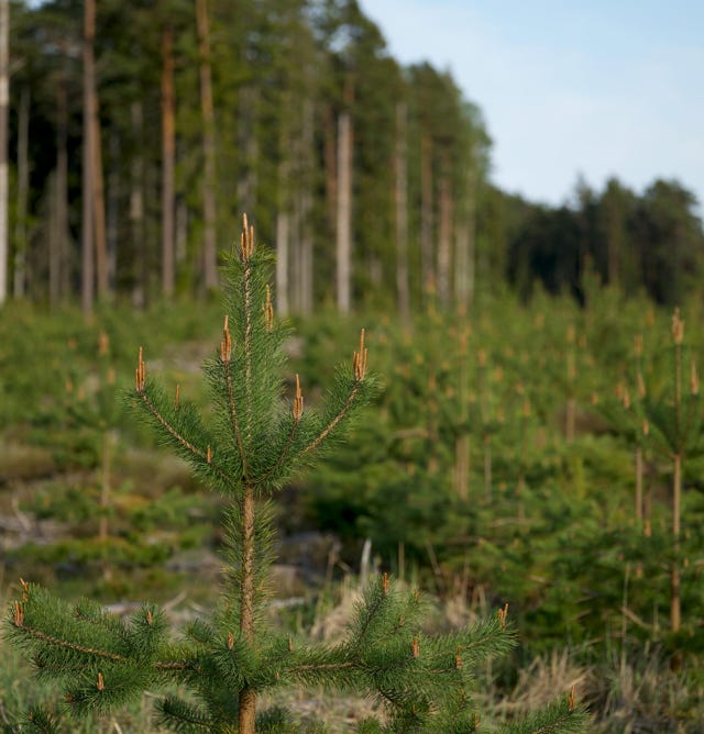 Image d'une plantation d'arbres jeunes et vigoureux, en pleine croissance grâce à l'utilisation d'Agri-Ozmoz, un hydro-rétenteur naturel. Les arbres en bonne santé et les racines bien développées témoignent de l'efficacité de ce produit pour la gestion de la sécheresse en sylviculture et en reboisement. L'utilisation d'Agri-Ozmoz a permis à la plantation de bénéficier d'une irrigation durable et réduite, ce qui favorise une croissance optimale des arbres et leur adaptation à leur environnement. Cette visualisation représente l'impact positif d'Agri-Ozmoz sur les projets de reboisement et de restauration forestière, et souligne la nécessité d'innover pour préserver l'environnement et favoriser la biodiversité, même dans les zones arides et déforestées.