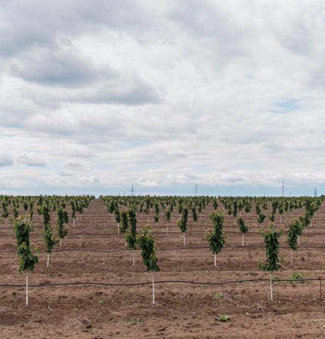 Image d'une plantation d'avocatiers jeunes et vigoureux, traitée avec Agri-Ozmoz, un hydro-rétenteur naturel. Les arbres sains et verdoyants témoignent de l'efficacité de ce produit pour la gestion de la sécheresse en agriculture fruitière. L'utilisation d'Agri-Ozmoz a permis aux avocatiers de bénéficier d'une irrigation durable et réduite, ce qui favorise une croissance optimale des arbres et la production future de fruits de qualité. Cette photographie illustre l'impact positif d'Agri-Ozmoz sur la culture des avocatiers et la production agricole, et souligne l'importance d'innover pour préserver l'environnement et produire de manière responsable, même pour les plantations nouvelles ou en développement.