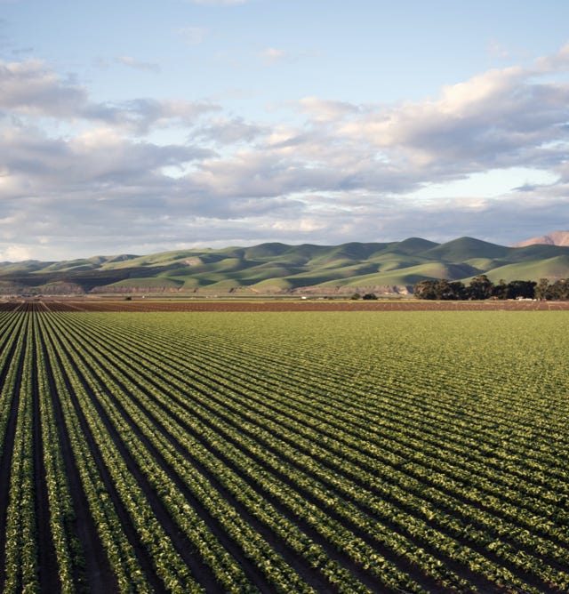 Image d'un champ de pommes de terre prospère et productif, ayant bénéficié de l'application d'Agri-Ozmoz, un hydro-rétenteur naturel. Les plants vigoureux et les tubercules riches en amidon témoignent de l'efficacité de ce produit pour la gestion de la sécheresse en agriculture. L'utilisation d'Agri-Ozmoz a permis aux pommes de terre de bénéficier d'une irrigation durable et réduite, ce qui favorise une croissance optimale des plantes et la production de tubercules de qualité. Cette photographie représente l'impact positif d'Agri-Ozmoz sur la culture des pommes de terre et la production agricole, et met en lumière la nécessité d'innover pour préserver l'environnement et produire de manière responsable, même en cas de sécheresse prolongée.