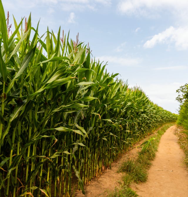 Image d'un champ de maïs luxuriant et florissant, ayant bénéficié de l'application d'Agri-Ozmoz, un hydro-rétenteur naturel. Les tiges vertes et les épis dorés témoignent de l'efficacité de ce produit pour la gestion de la sécheresse en agriculture. L'utilisation d'Agri-Ozmoz a permis au maïs de bénéficier d'une irrigation durable et réduite, ce qui favorise une croissance optimale des plantes et la production de grains de qualité. Cette visualisation représente l'impact positif d'Agri-Ozmoz sur la culture du maïs et la production agricole, et met en lumière la nécessité d'innover pour préserver l'environnement et produire de manière responsable, même en conditions arides et chaudes.