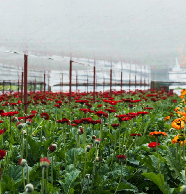 Image d'une serre florissante et colorée, abritant une grande diversité de fleurs et plantes ornementales, entretenue avec Agri-Ozmoz, un hydro-rétenteur naturel. Les fleurs vivaces et les plantes robustes témoignent de l'efficacité de ce produit pour la gestion de la sécheresse en horticulture. L'utilisation d'Agri-Ozmoz a permis à la serre de bénéficier d'une irrigation durable et réduite, ce qui favorise une croissance optimale des plantes ornementales tout en conservant l'eau. Cette illustration représente l'impact positif d'Agri-Ozmoz sur les serres horticoles et l'entretien des plantes ornementales, et souligne la nécessité d'innover pour préserver l'environnement et cultiver de manière responsable des fleurs et des plantes ornementales.
