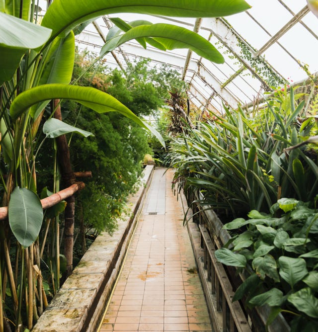 Image d'une serre verdoyante et prospère, abritant une grande variété de plantes vertes et vivaces, entretenue avec Agri-Ozmoz, un hydro-rétenteur naturel. Les plantes vigoureuses et les feuilles denses témoignent de l'efficacité de ce produit pour la gestion de la sécheresse en horticulture. L'utilisation d'Agri-Ozmoz a permis à la serre de bénéficier d'une irrigation durable et réduite, ce qui favorise une croissance optimale des plantes vertes tout en conservant l'eau. Cette visualisation représente l'impact positif d'Agri-Ozmoz sur les serres de plantes vertes et l'entretien de ces végétaux, et souligne la nécessité d'innover pour préserver l'environnement et cultiver de manière responsable des plantes vertes et vivaces.