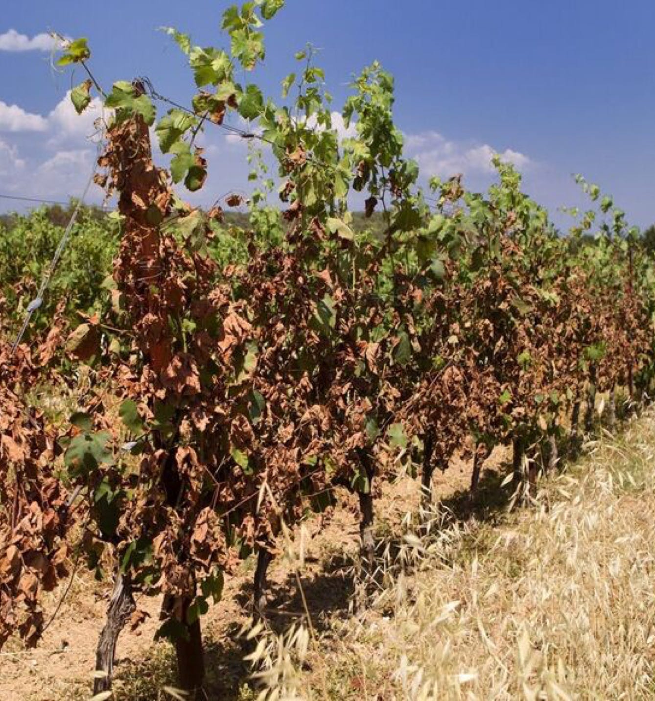 Cette image met en lumière Guillaume Bonnefont, un expert dans le domaine du développement durable, alors qu'il partage ses connaissances et ses expériences sur la gestion de la sécheresse en agriculture. Sa présentation, intitulée "La Gestion de la Sécheresse en Agriculture : Solutions pour une Agriculture plus Durable", attire l'attention sur l'importance de la durabilité et de la résilience dans l'agriculture moderne. Guillaume Bonnefont explore les défis posés par la sécheresse et les changements climatiques, tout en soulignant l'innovation et les technologies avancées pour préserver les ressources en eau et promouvoir une agriculture responsable. Cette photo sert de visuel fort pour mettre en valeur la contribution de ce conférencier chevronné à la lutte pour un développement durable et une agriculture soutenable.